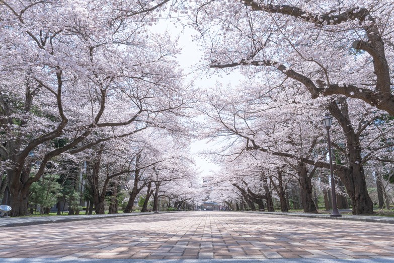 桜並木
